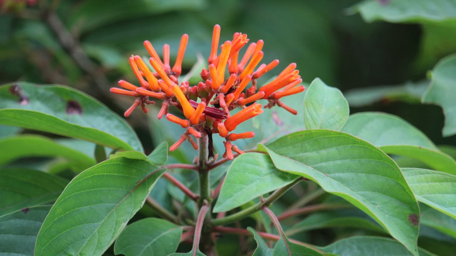 Close view of a firebush cluster of slender red-orange tubular flowers above broad green leaves