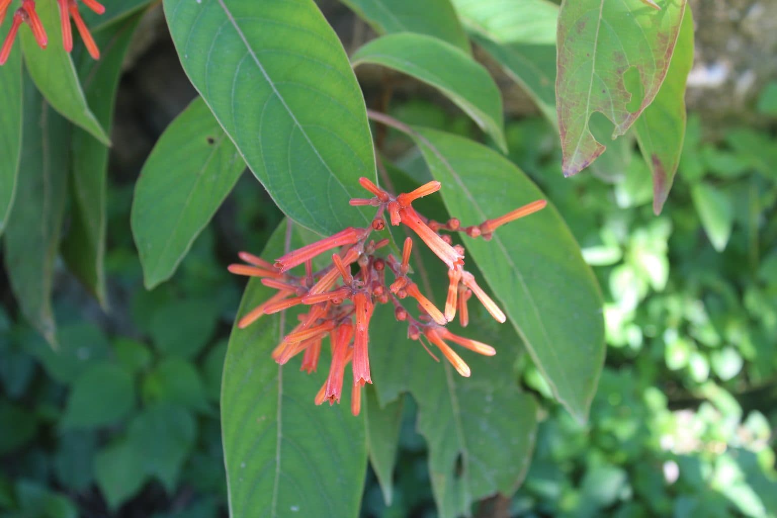 Orange-red tubular firebush flowers among large leaves