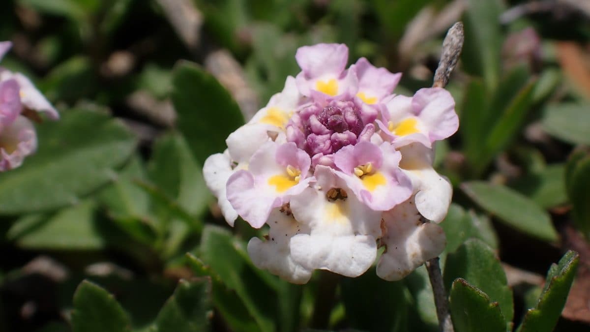 A close-up of a frogfruit flower head with small white and pink flowers