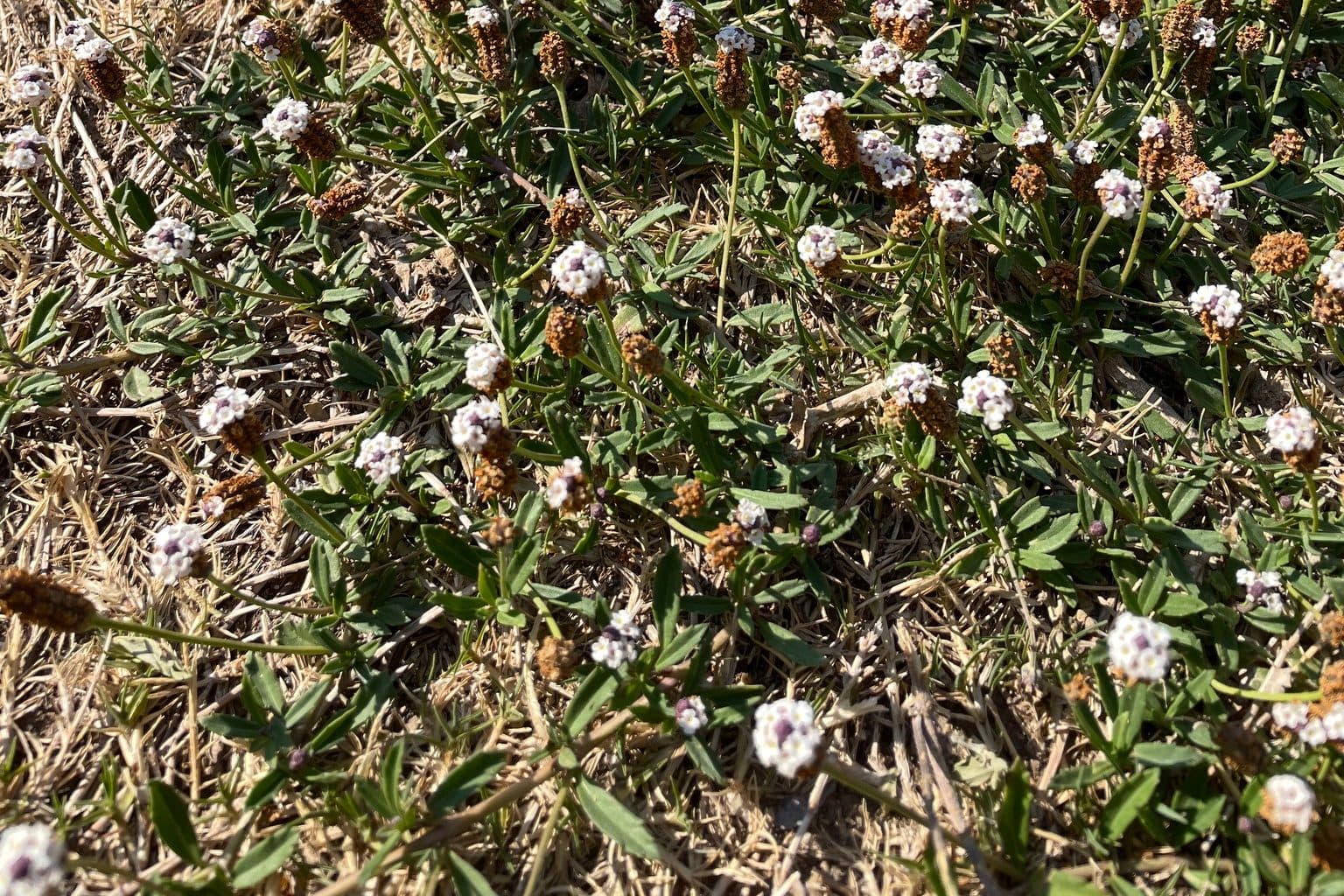 A low mat of frogfruit with small white flower heads