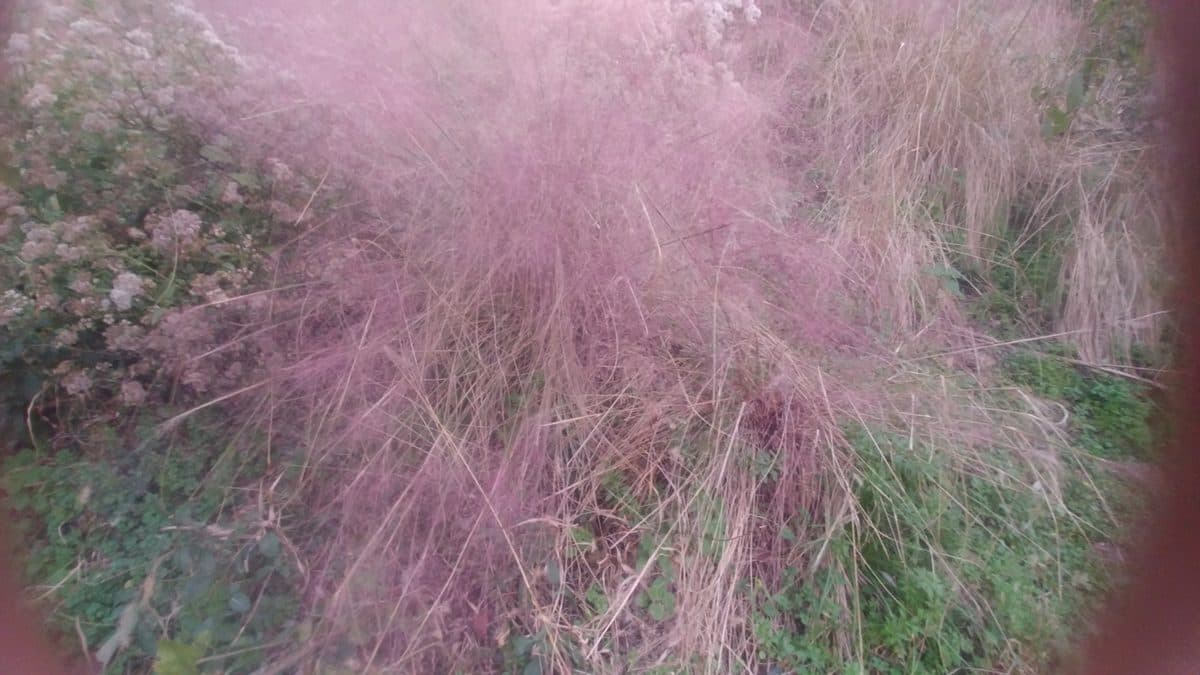 A soft cloud of pink-purple gulf muhly plumes