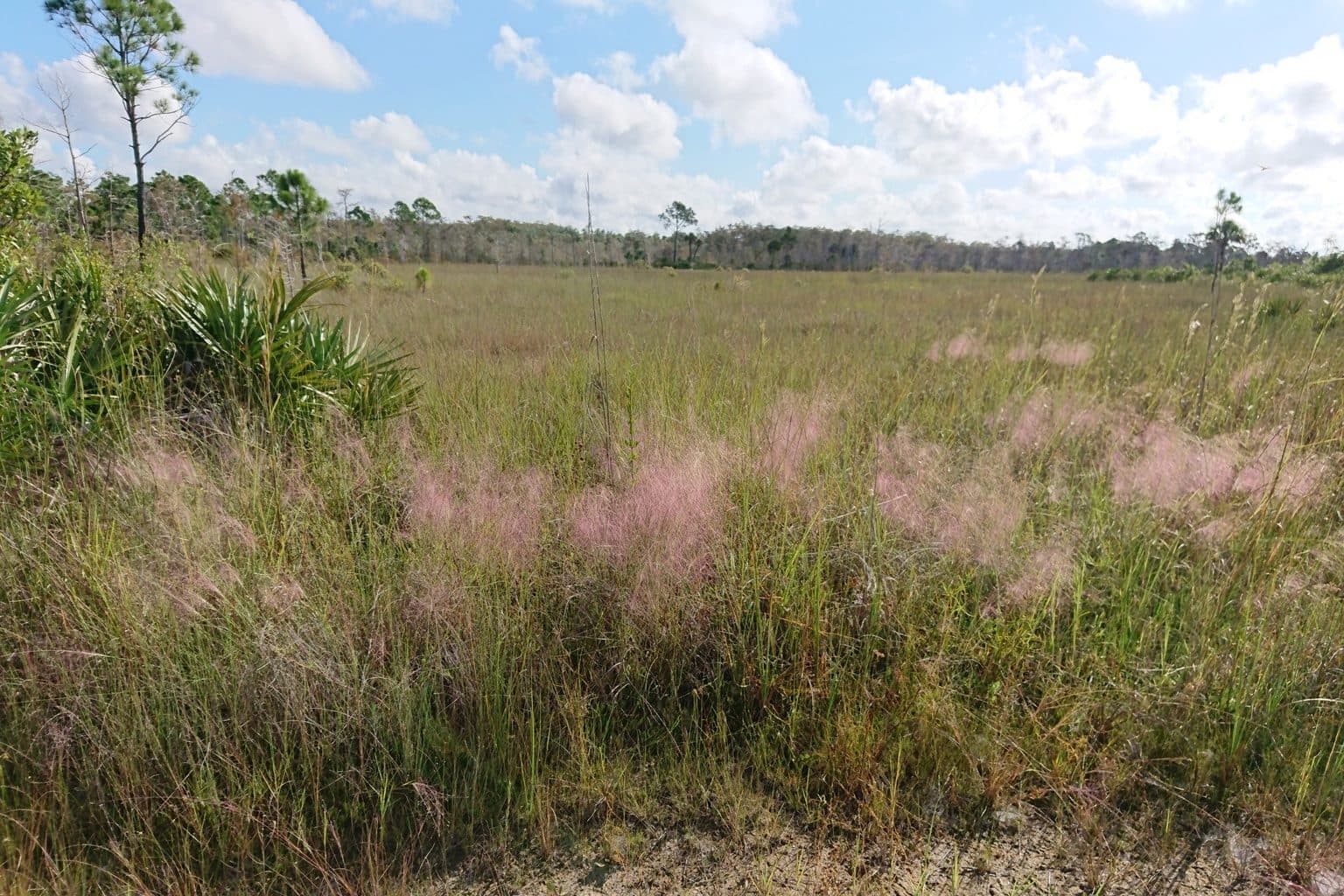 Pink gulf muhly plumes across a wide native grassland