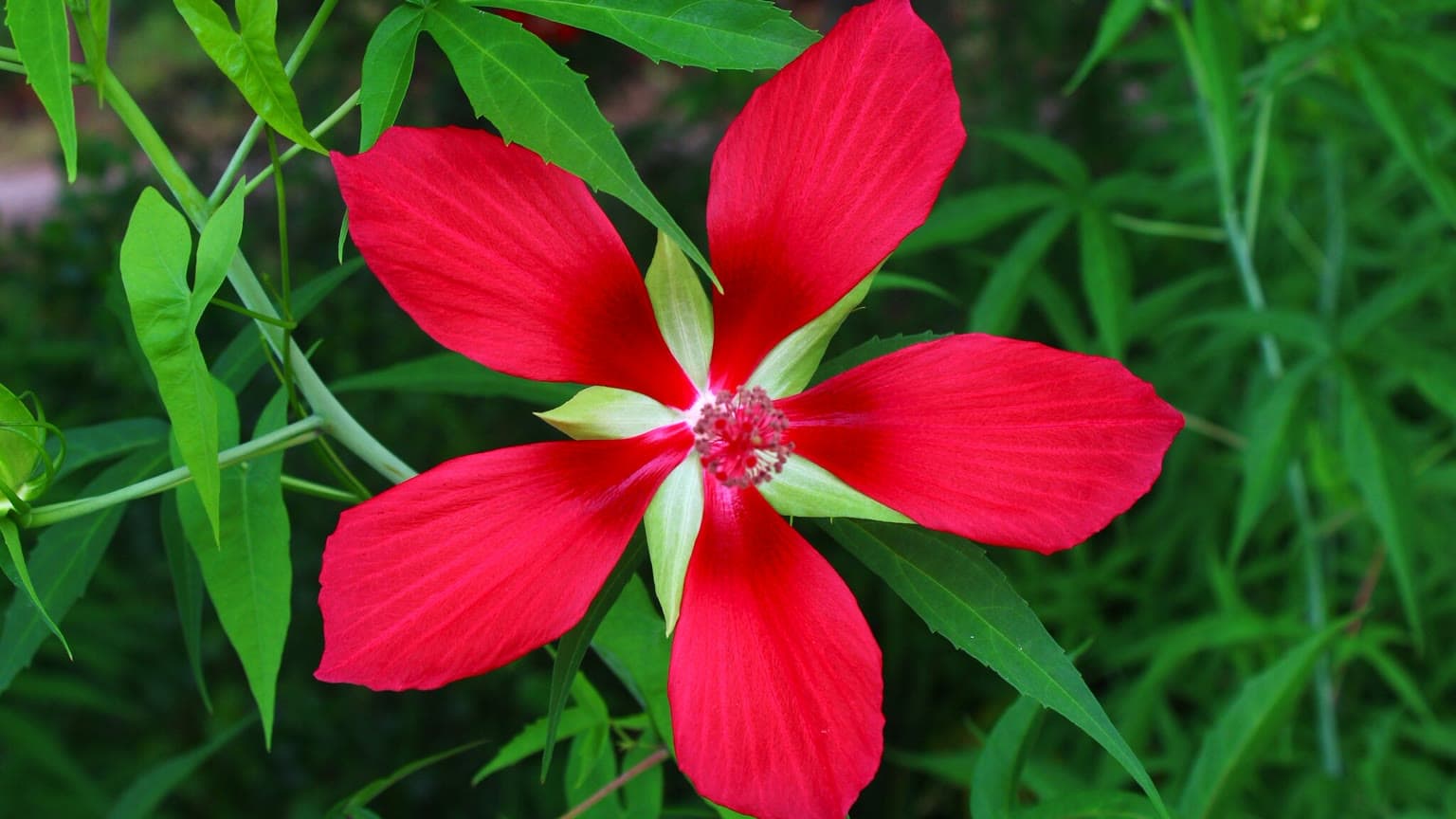 Scarlet rosemallow with one large deep red star-shaped flower and narrow divided leaves