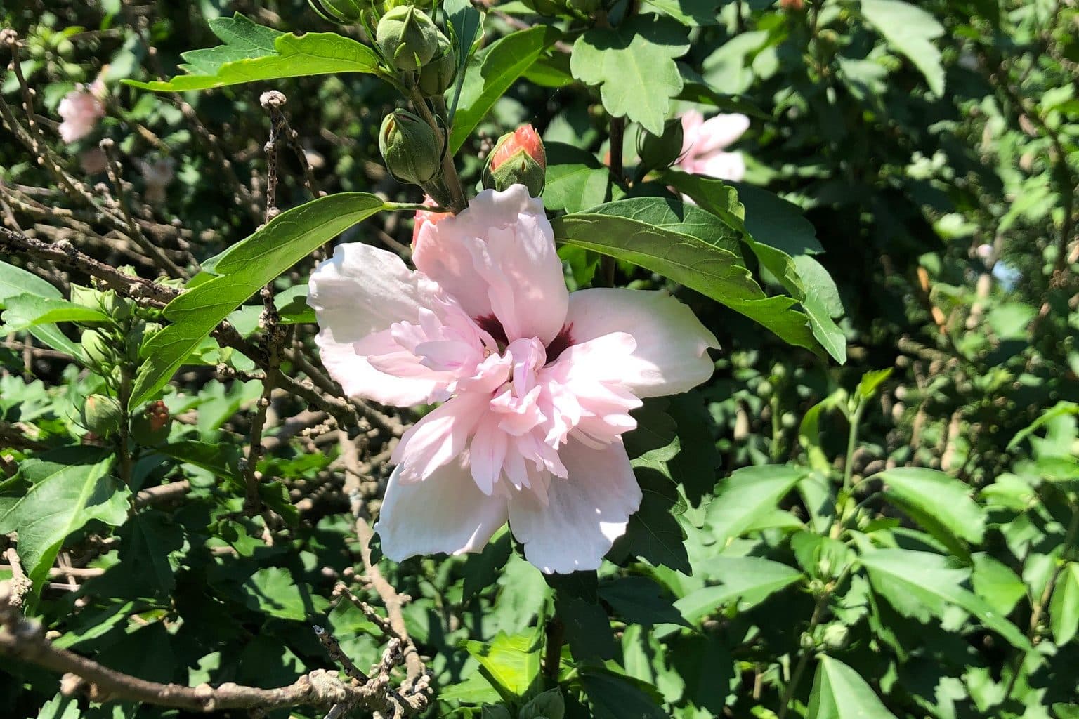 A pale pink double rose of Sharon flower among leaves