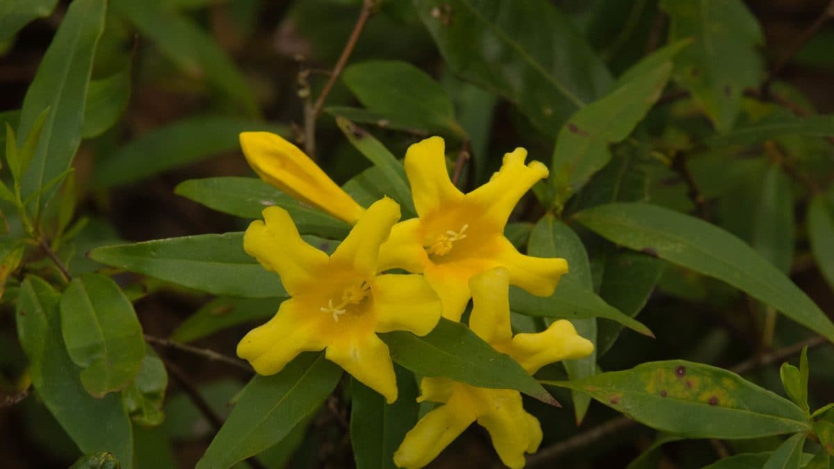 Bright yellow funnel-shaped Carolina Jessamine flowers on a wiry vine