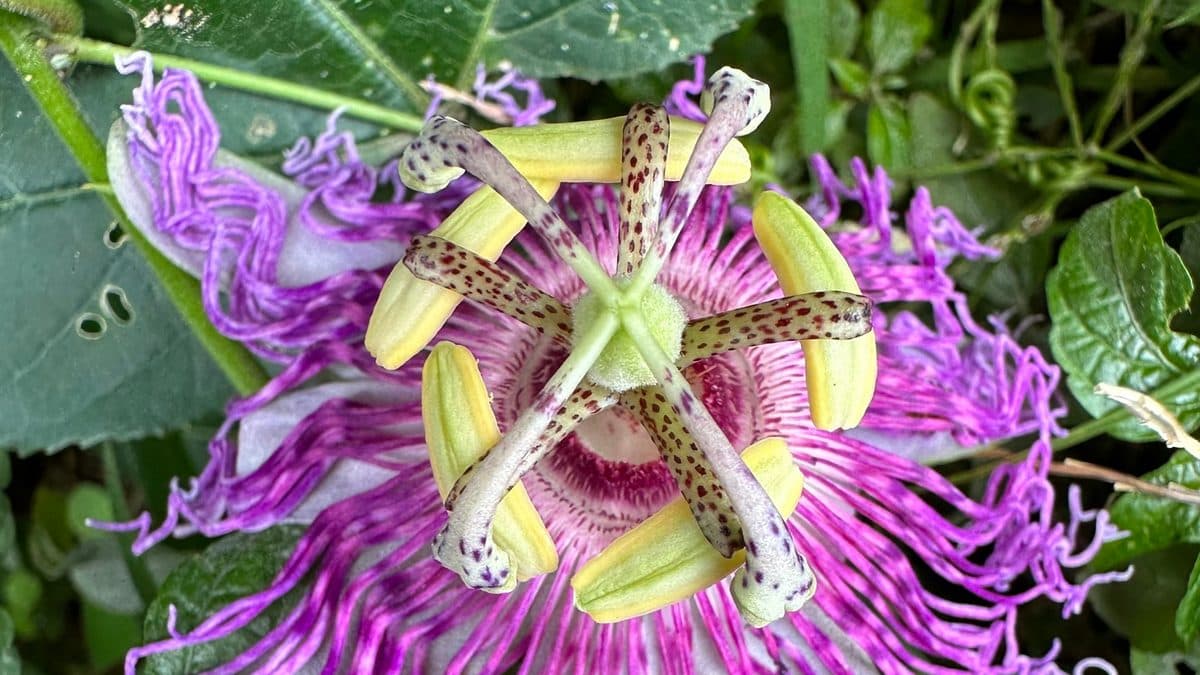 A purple-and-white Passiflora incarnata bloom
