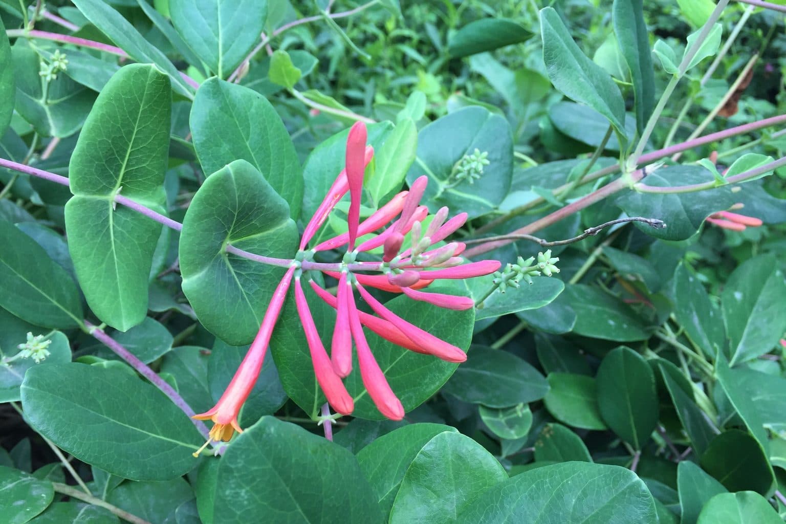 A spray of pink-red coral honeysuckle flowers above rounded, fused leaves