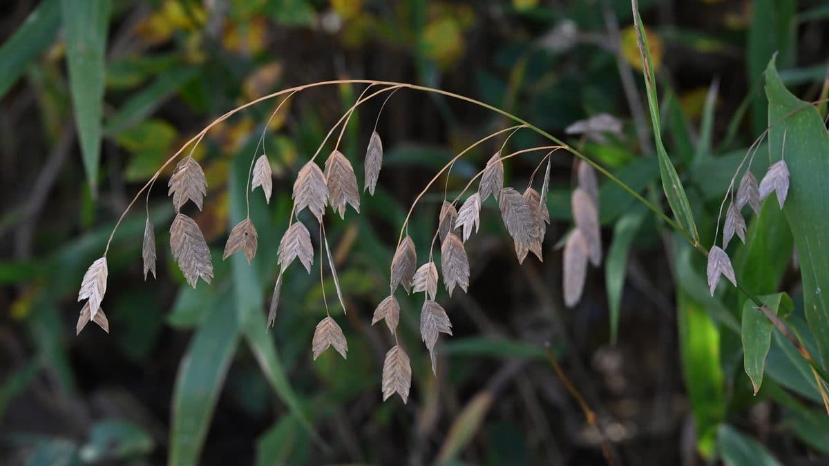 An arching stem of flat tan inland sea oats seed heads
