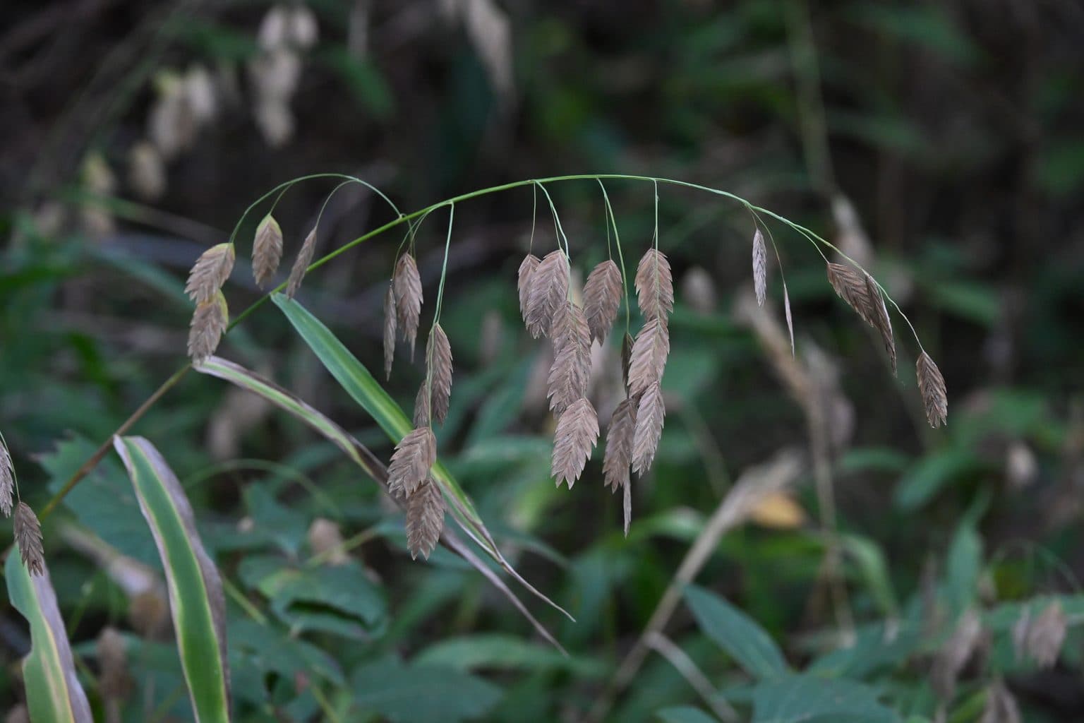 An arching stem of tan inland sea oats seed heads in shade