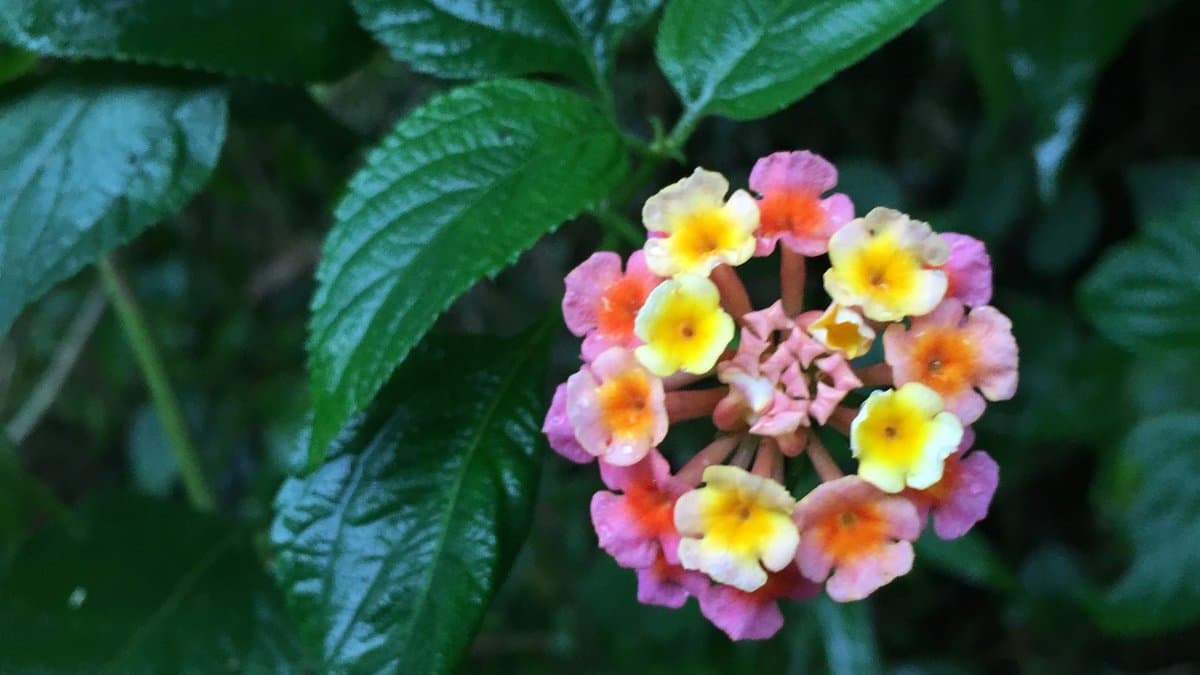 A single round cluster of lantana flowers in pink, yellow, orange, and white