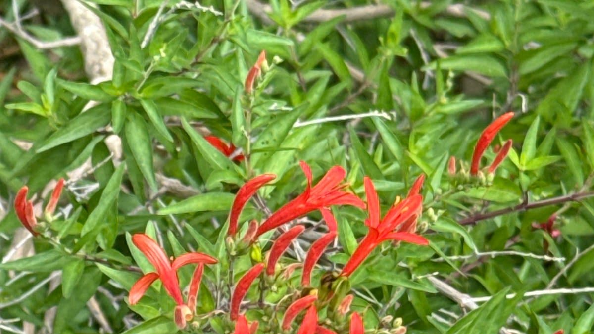 Thin arching stems of flame acanthus with narrow orange-red tubular flowers