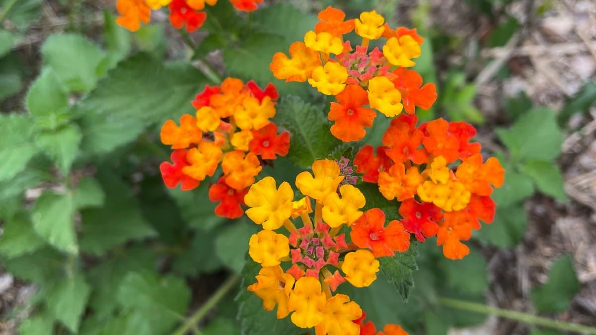 Clusters of orange and red Texas Lantana flowers growing on a shrub