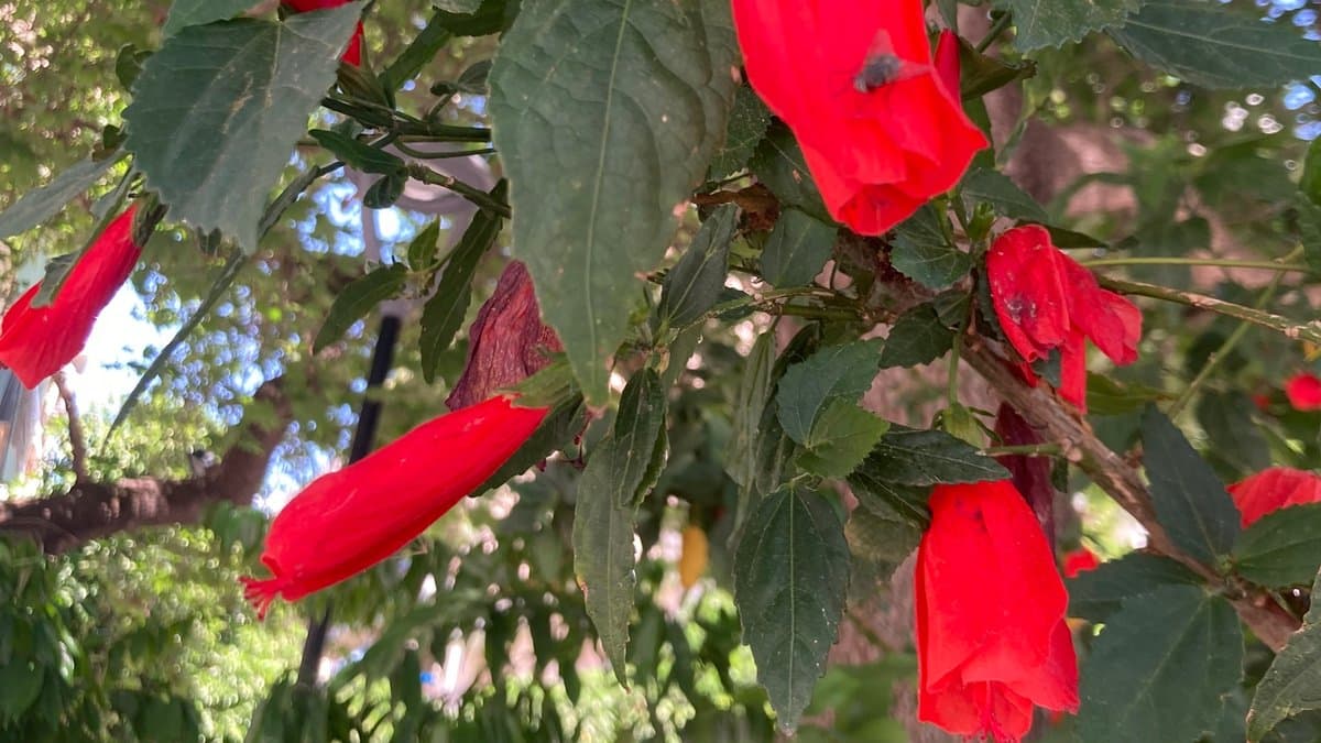 Red turban-shaped Turk's cap flowers hanging among green leaves in dappled shade