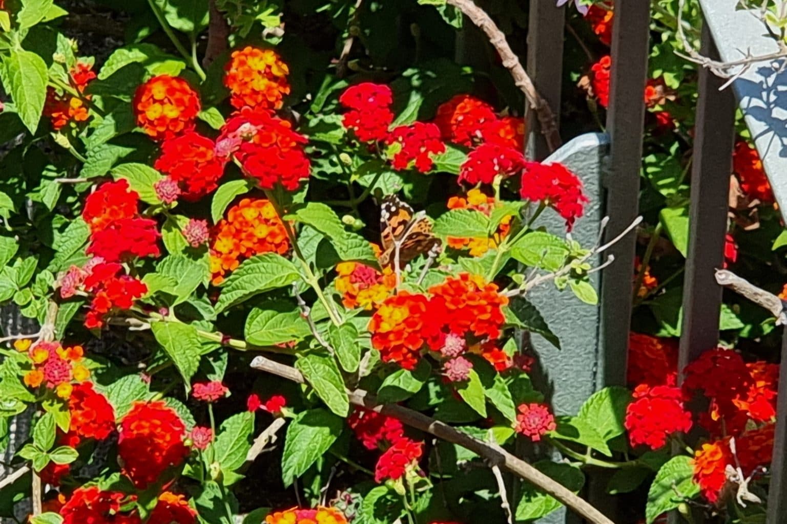 Red and orange lantana flower clusters beside a garden fence, with a butterfly feeding on one