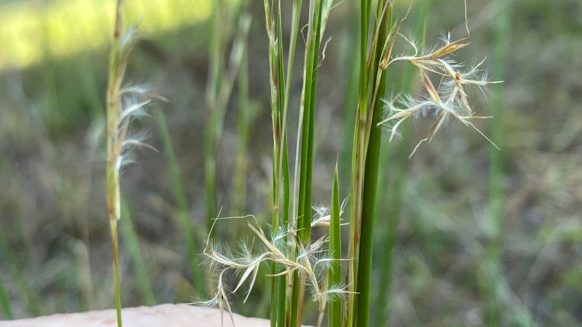 Little bluestem stems with fluffy seed tufts