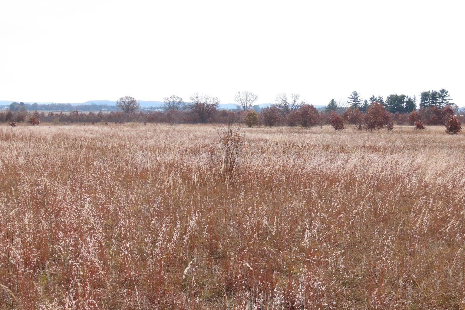 A prairie of copper little bluestem under an open sky