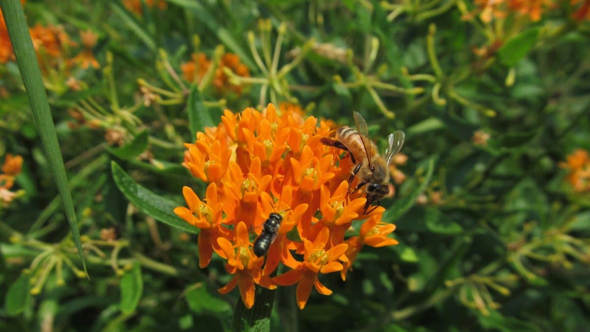 A cluster of small orange star-shaped flowers on butterfly weed, with a bee and a wasp feeding on it
