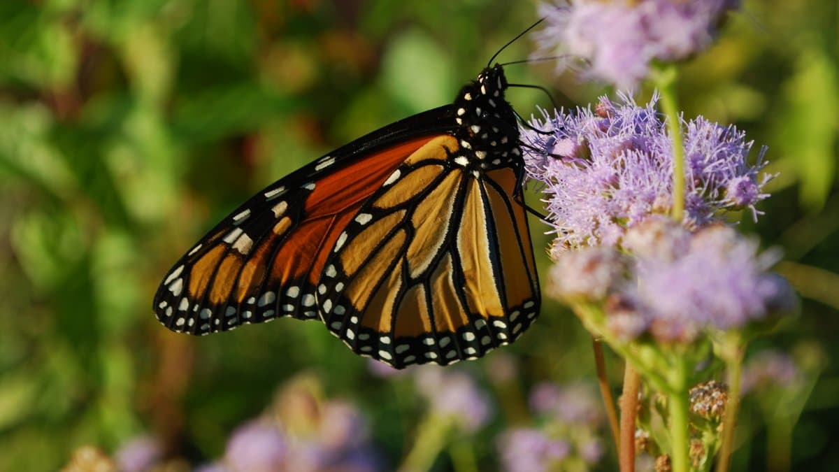 A monarch butterfly with wings folded, feeding on a cluster of small purple mistflower blooms
