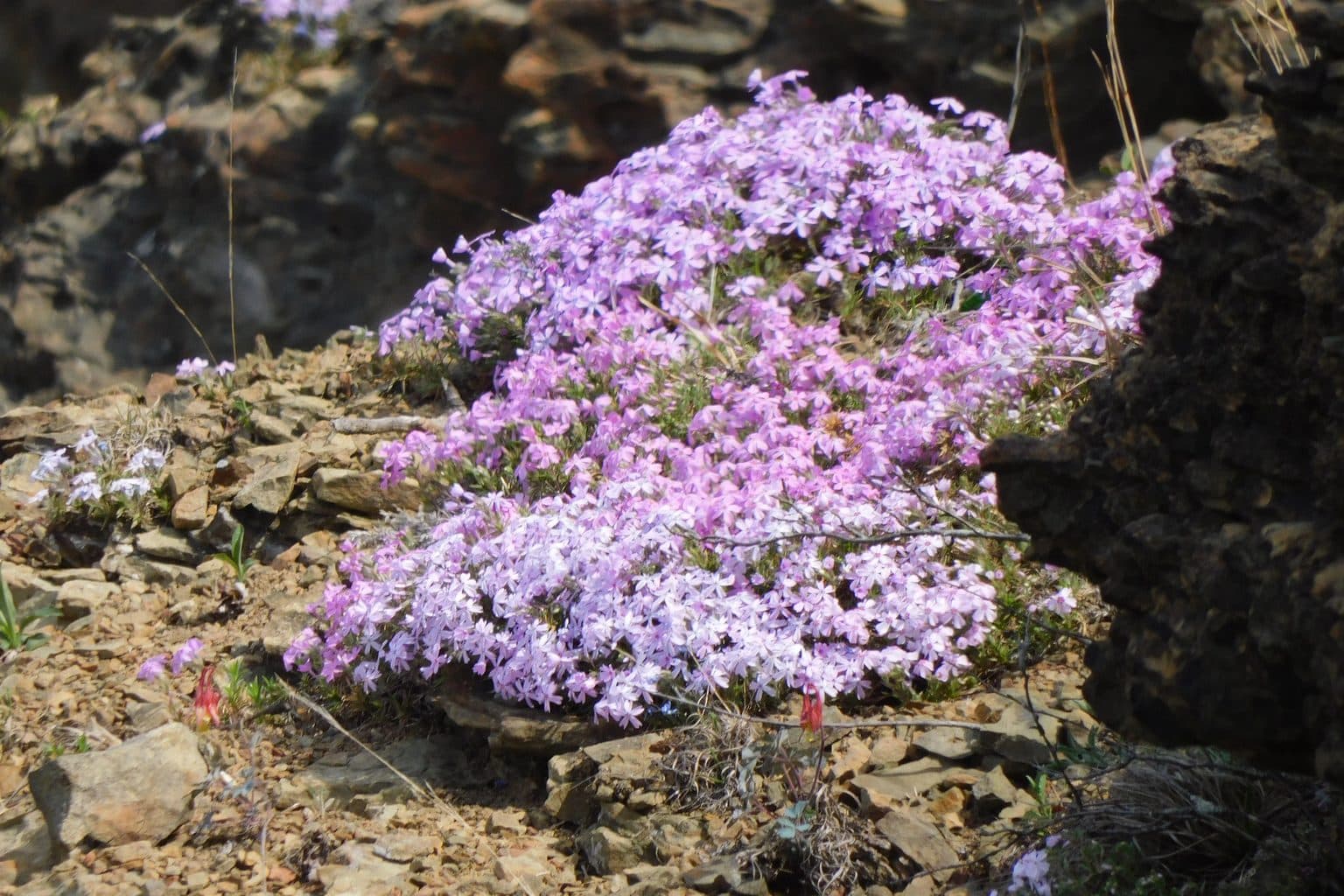 A mat of lavender moss phlox spilling over rocks
