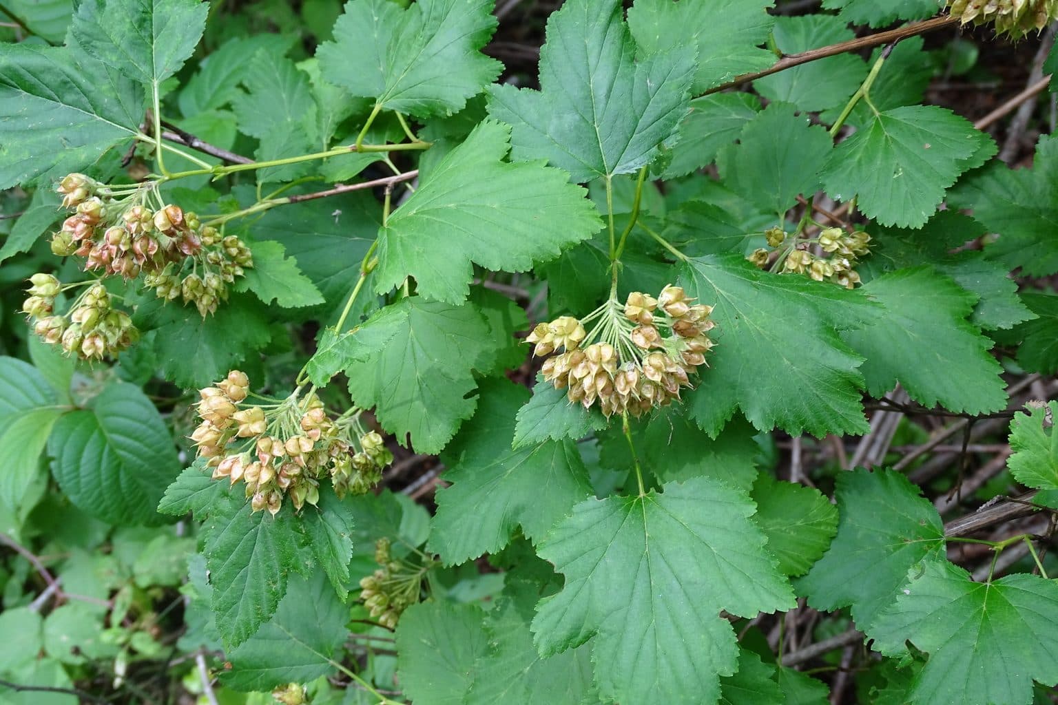 Ninebark leaves with clusters of papery seed capsules