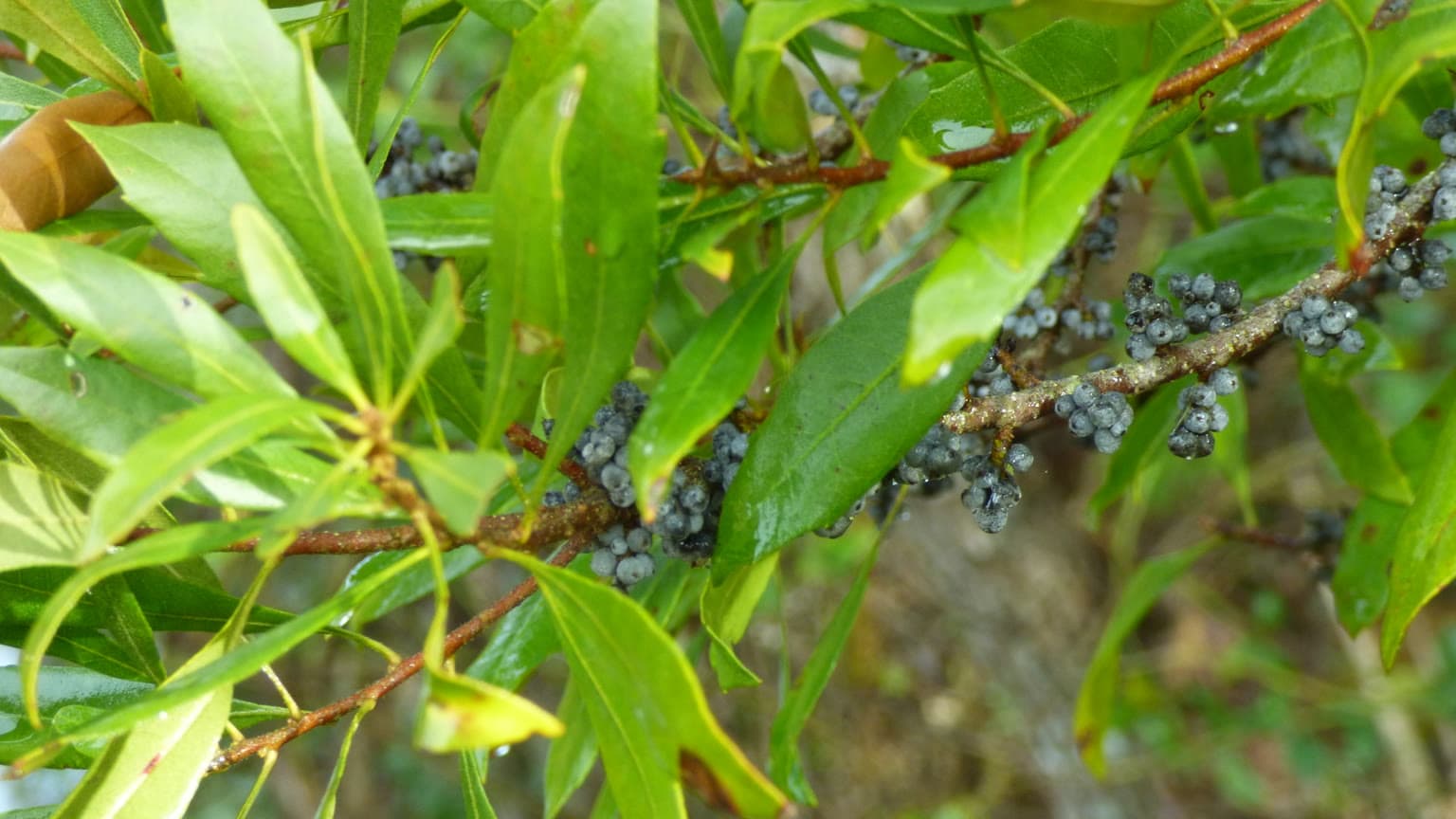 Wax myrtle branch with slender green leaves and clusters of waxy blue-gray berries along the stem