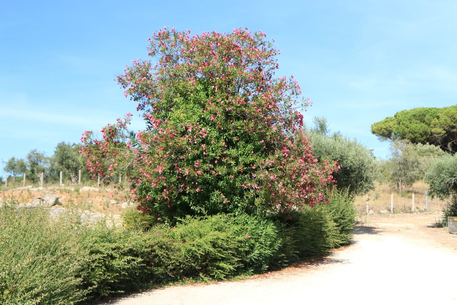 A large oleander shrub in pink bloom beside a gravel path