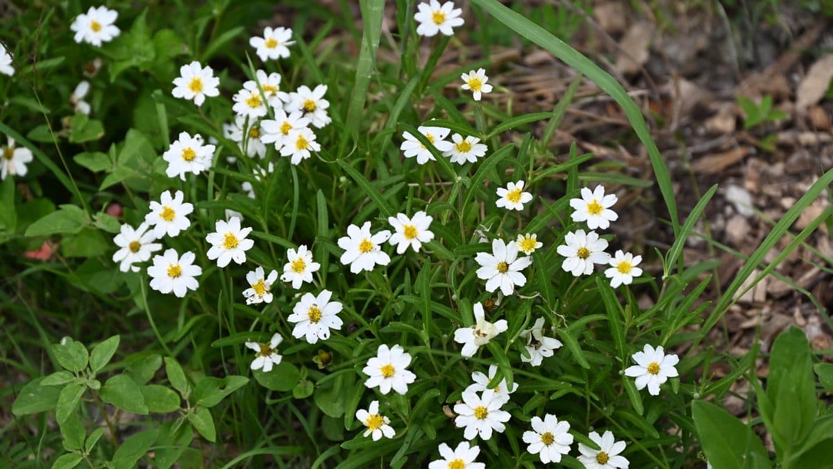 A spreading clump of small white blackfoot daisies