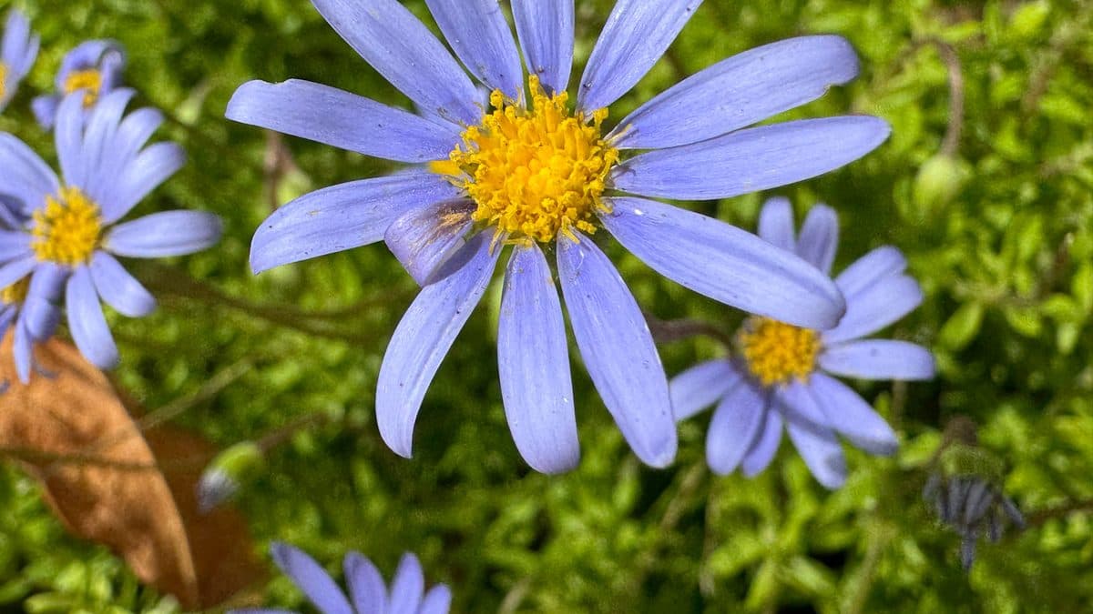 Blue daisies with yellow centers