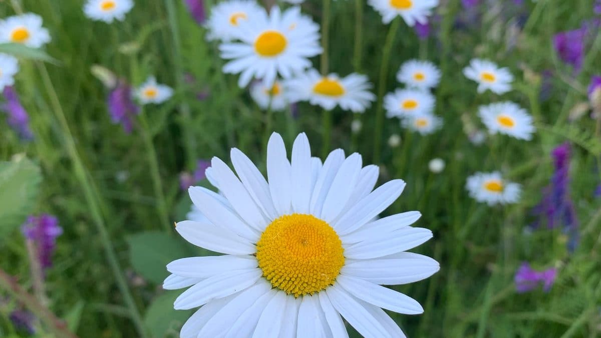 White oxeye daisies with yellow centers in a meadow