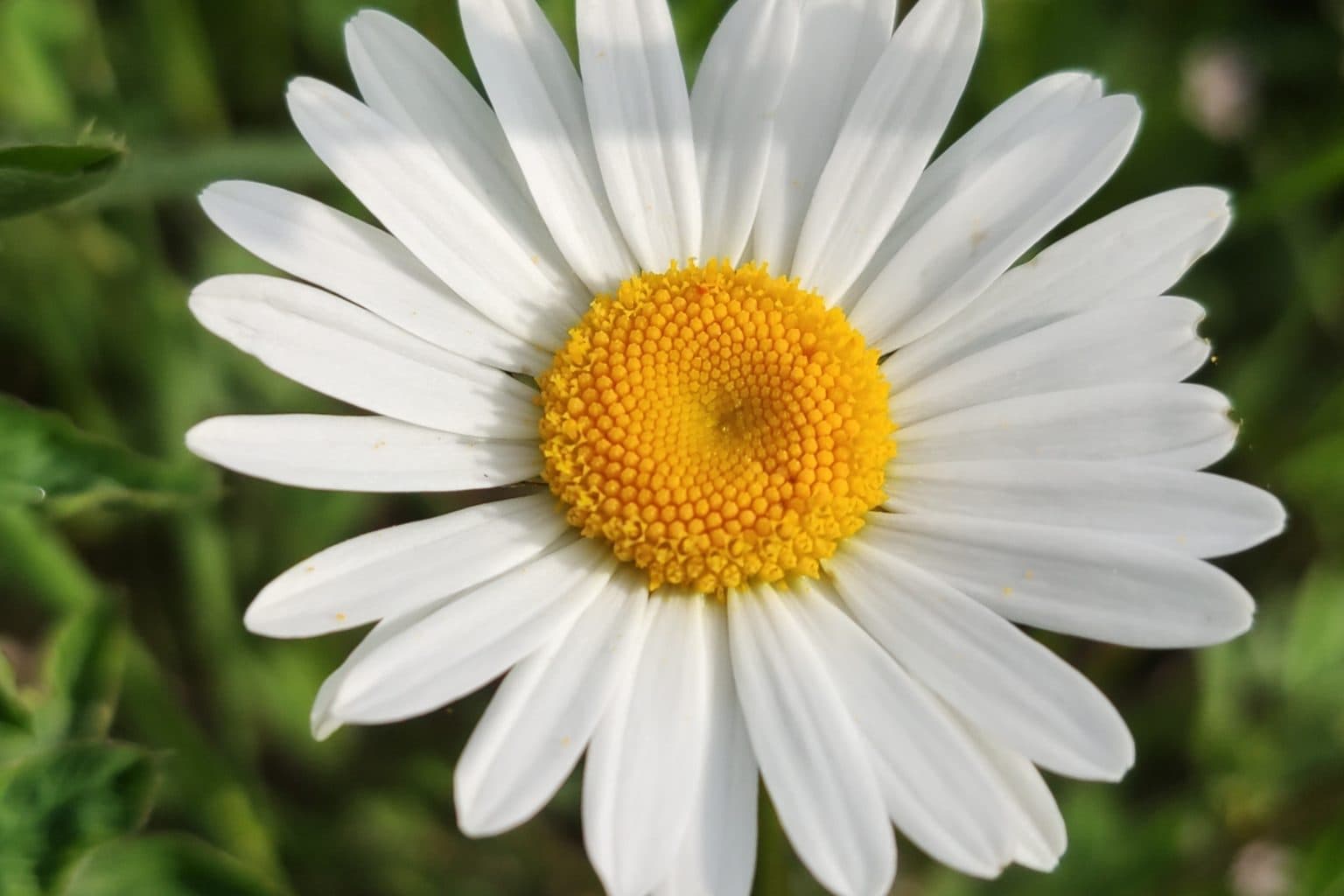 A close-up of a white oxeye daisy with a yellow center