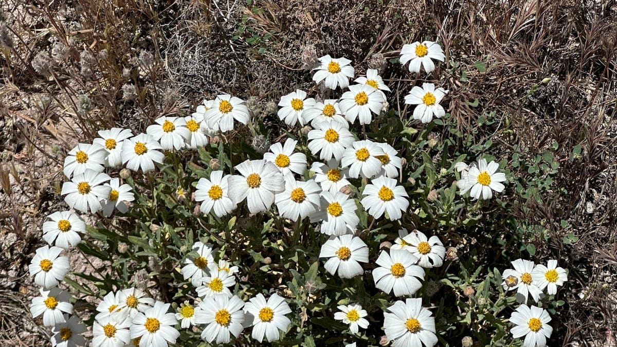 A mound of small white daisy flowers with yellow centers growing in rocky ground