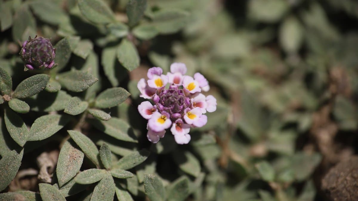 A small cluster of pale purple and white frogfruit flowers among green groundcover leaves