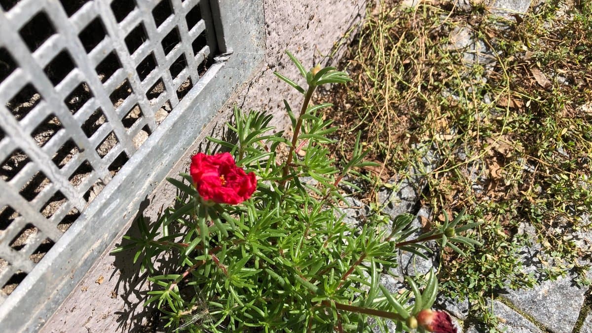 A single red moss rose flower with fleshy succulent leaves growing beside a curb
