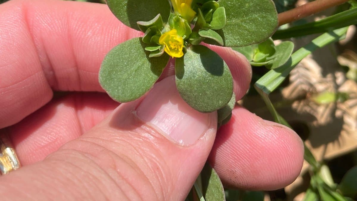 A hand holding a stem of common purslane, showing its fleshy paddle-shaped leaves and a small yellow flower