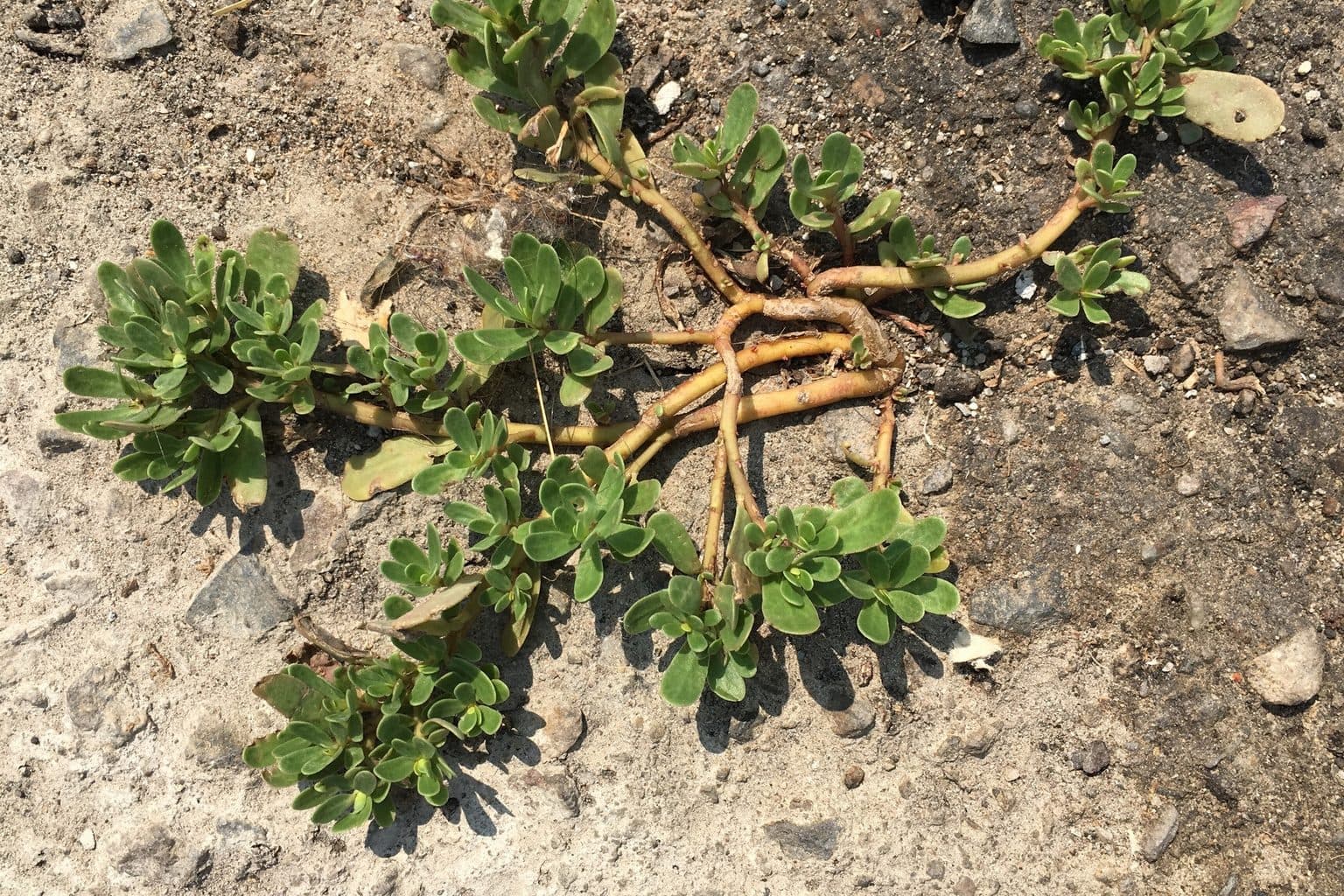 A purslane plant with reddish stems and fleshy paddle-shaped leaves sprawling across bare ground