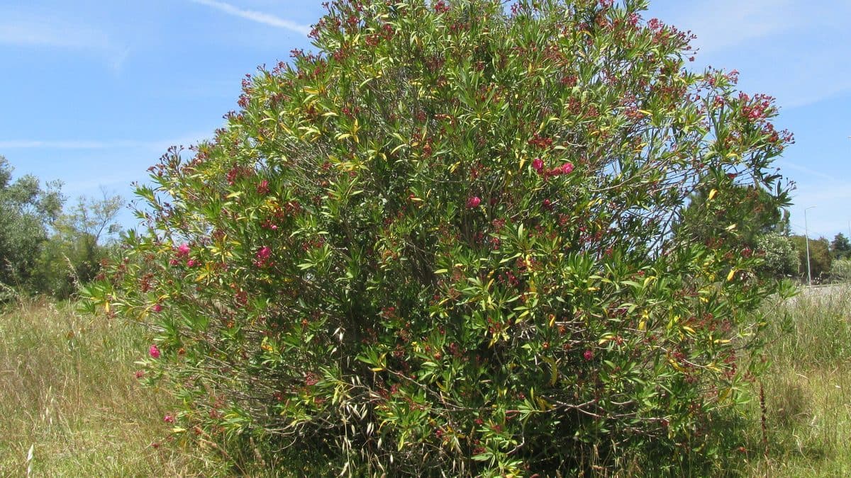 A large oleander shrub with pink flowers in a grassy field