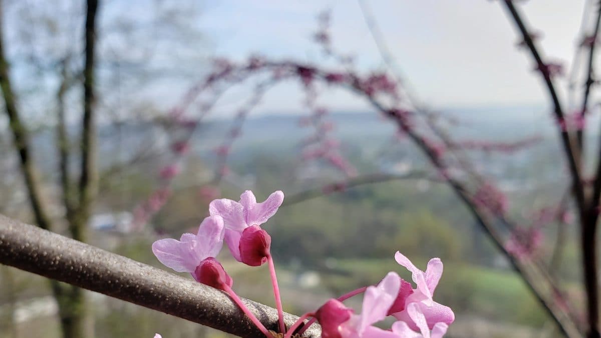 Pink redbud flowers on a branch above a valley