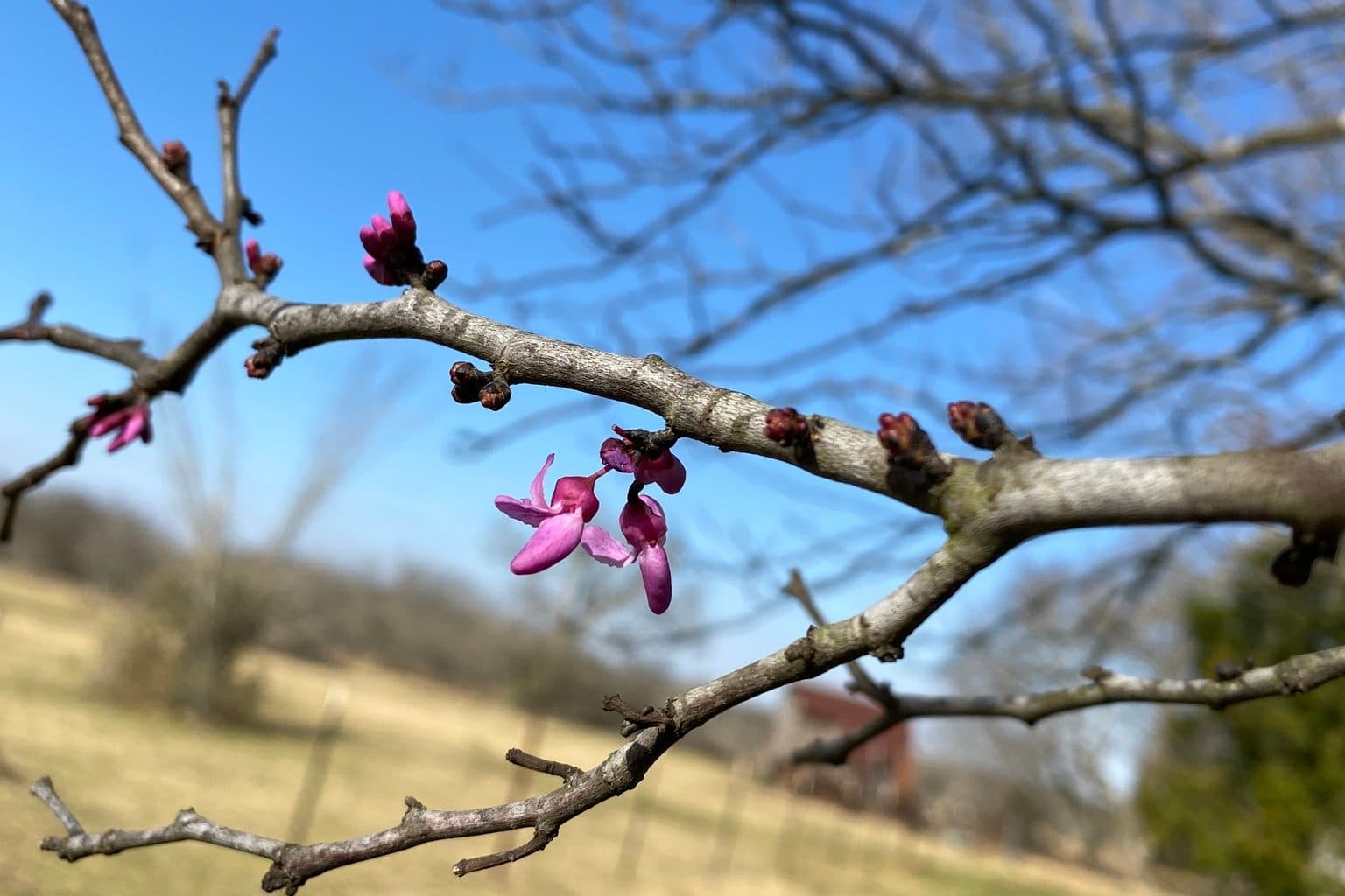 Magenta redbud flowers on a bare branch against blue sky
