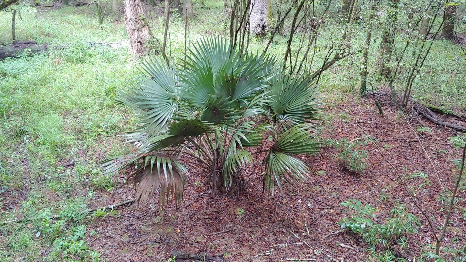 Dwarf palmetto, a low trunkless fan palm with blue-green palmate fronds, growing in leaf litter at a woodland edge