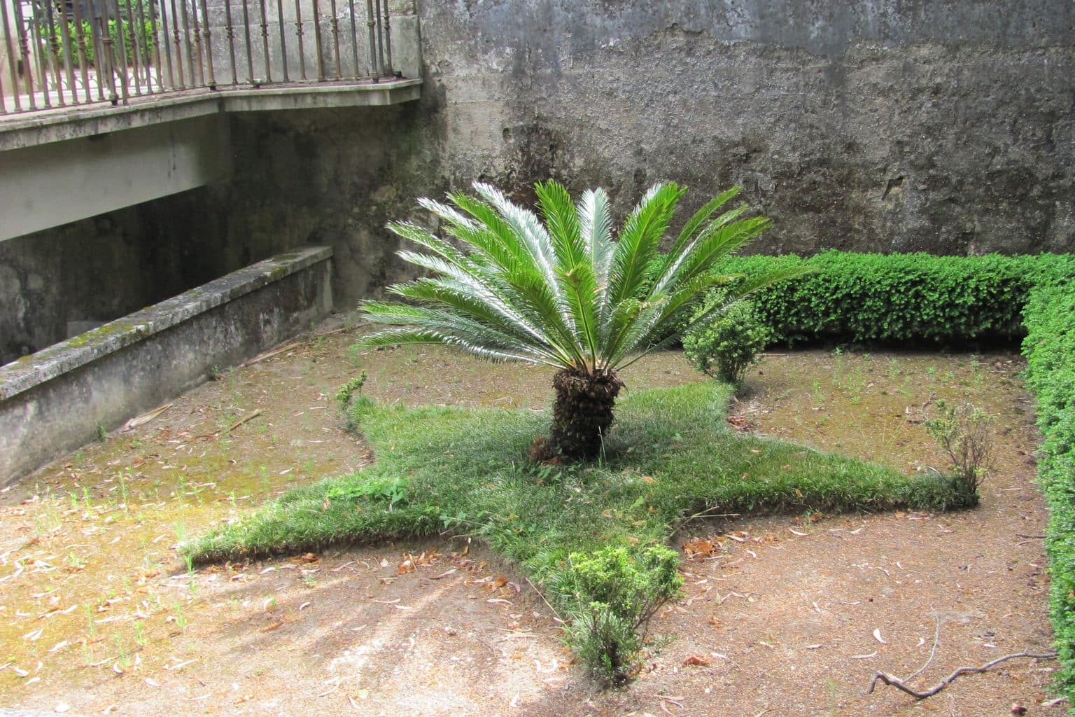 A sago palm growing in a walled courtyard garden