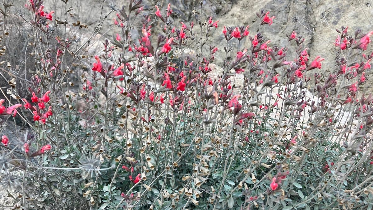A flowering Autumn Sage shrub with small red-pink tubular blooms
