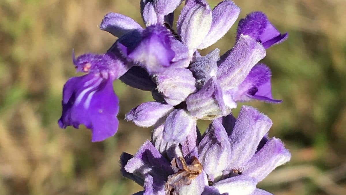 A spike of purple Mealy Blue Sage flowers with fuzzy white-edged petals