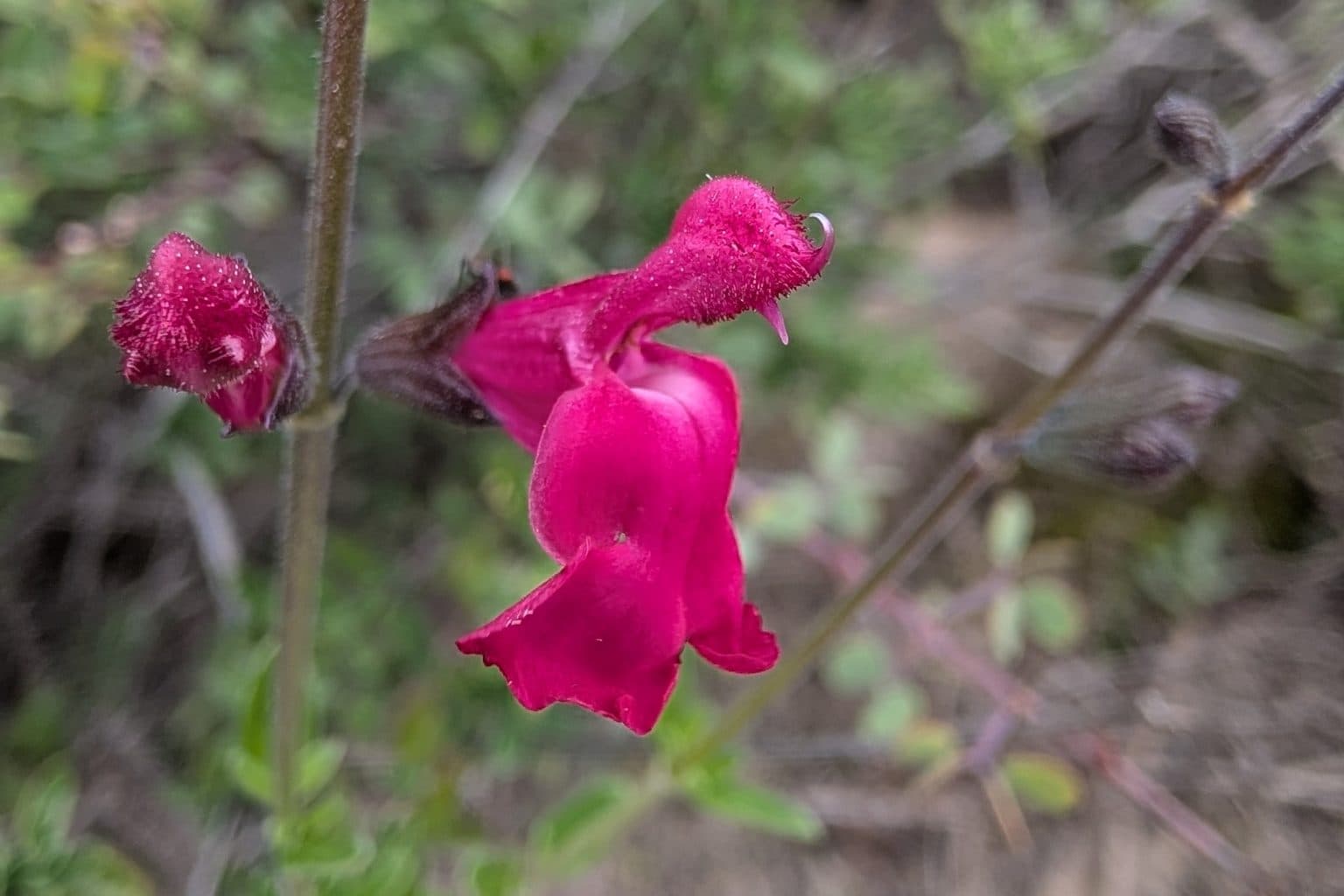 A single magenta autumn sage flower on a slender stem