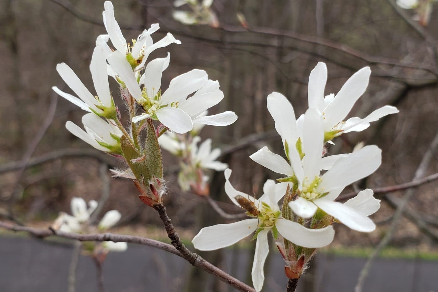 White serviceberry flowers on a bare branch in spring