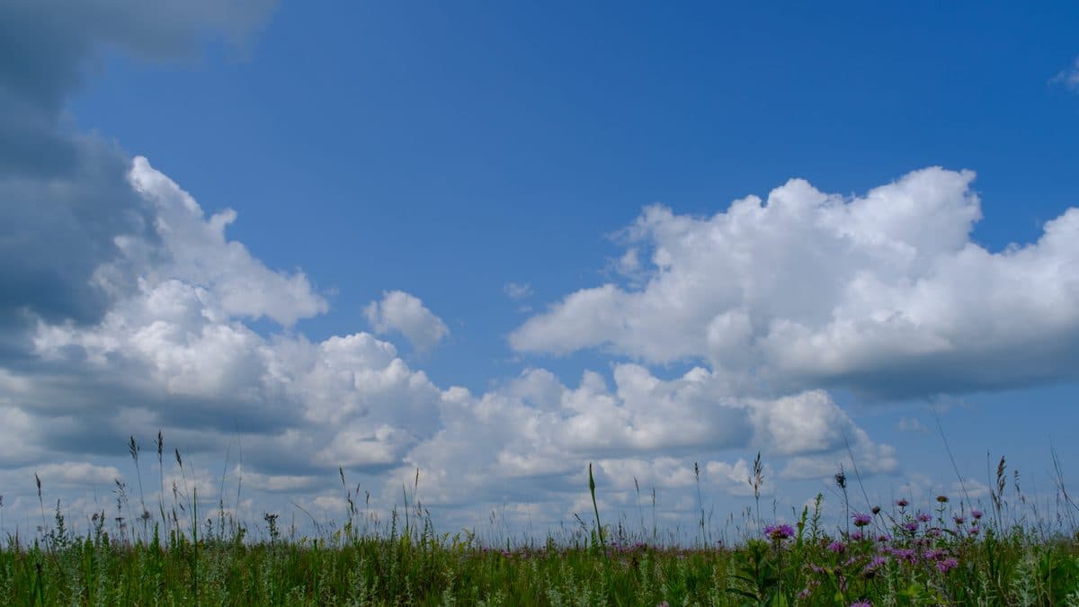 A tallgrass prairie of native grasses