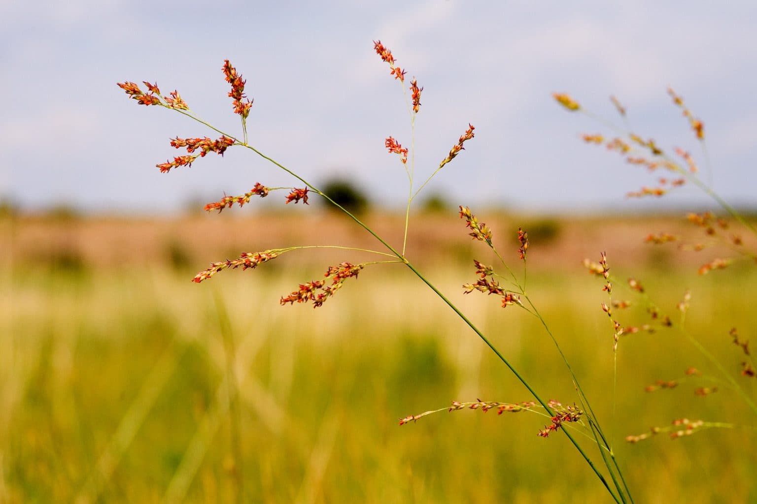 Airy switchgrass seed panicles above a golden field