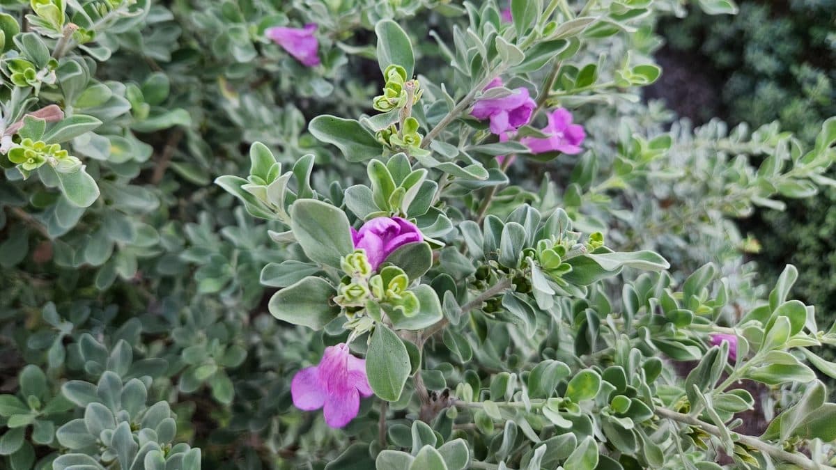 Dense silvery Texas sage foliage with purple flowers