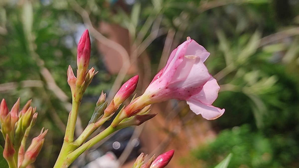 A pink oleander flower with pink buds