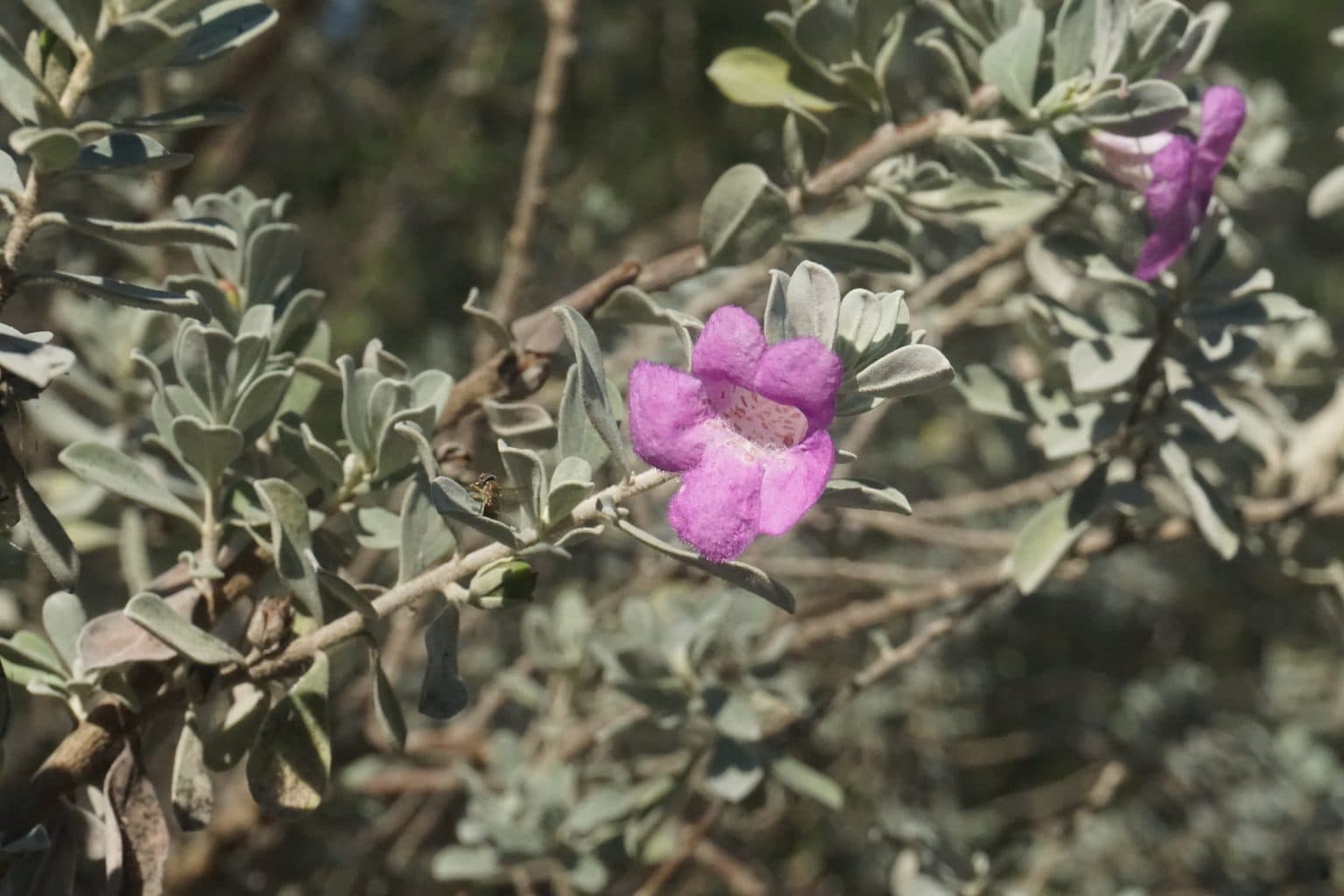A purple Texas sage flower among silvery leaves