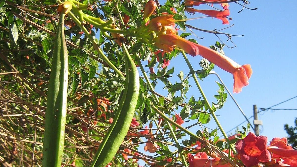 Clusters of orange and red trumpet-shaped flowers on a trumpet vine, growing among its compound leaves